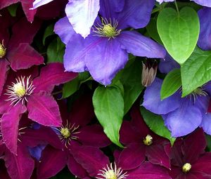 Preview wallpaper clematis, flowers, bright, colorful, close-up