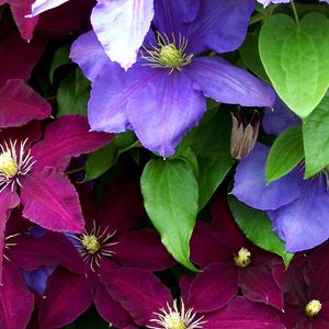 Preview wallpaper clematis, flowers, bright, colorful, close-up