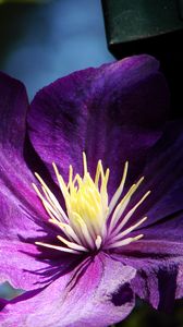 Preview wallpaper clematis, flowers, buds, petals