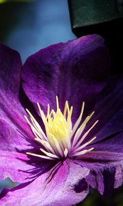 Preview wallpaper clematis, flowers, buds, petals