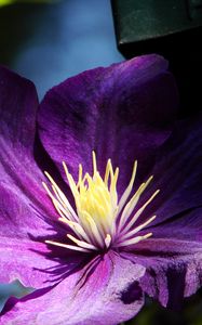 Preview wallpaper clematis, flowers, buds, petals