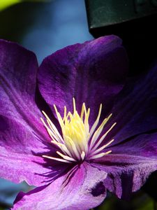 Preview wallpaper clematis, flowers, buds, petals