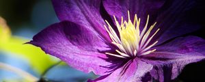 Preview wallpaper clematis, flowers, buds, petals