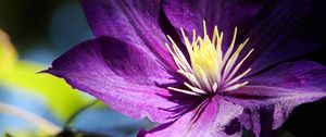 Preview wallpaper clematis, flowers, buds, petals