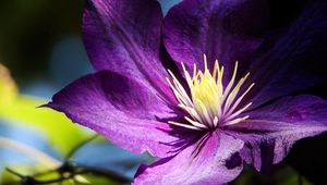 Preview wallpaper clematis, flowers, buds, petals