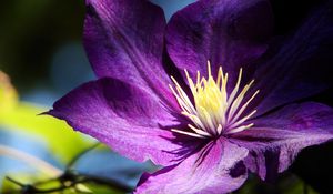 Preview wallpaper clematis, flowers, buds, petals