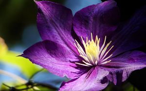 Preview wallpaper clematis, flowers, buds, petals