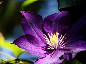 Preview wallpaper clematis, flowers, buds, petals