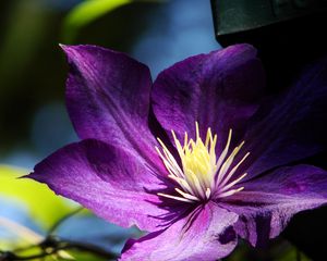 Preview wallpaper clematis, flowers, buds, petals