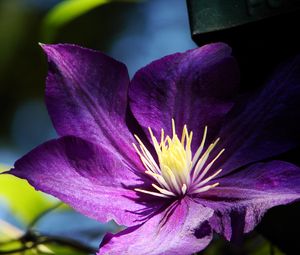 Preview wallpaper clematis, flowers, buds, petals