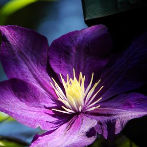 Preview wallpaper clematis, flowers, buds, petals