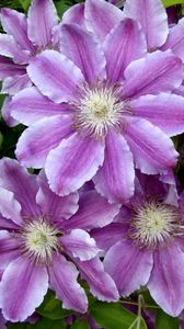 Preview wallpaper clematis, flowers, colorful, leaves