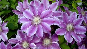 Preview wallpaper clematis, flowers, colorful, leaves