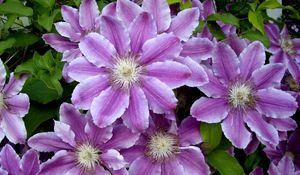 Preview wallpaper clematis, flowers, colorful, leaves