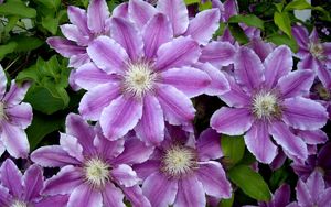 Preview wallpaper clematis, flowers, colorful, leaves