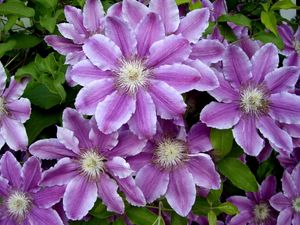 Preview wallpaper clematis, flowers, colorful, leaves