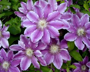 Preview wallpaper clematis, flowers, colorful, leaves