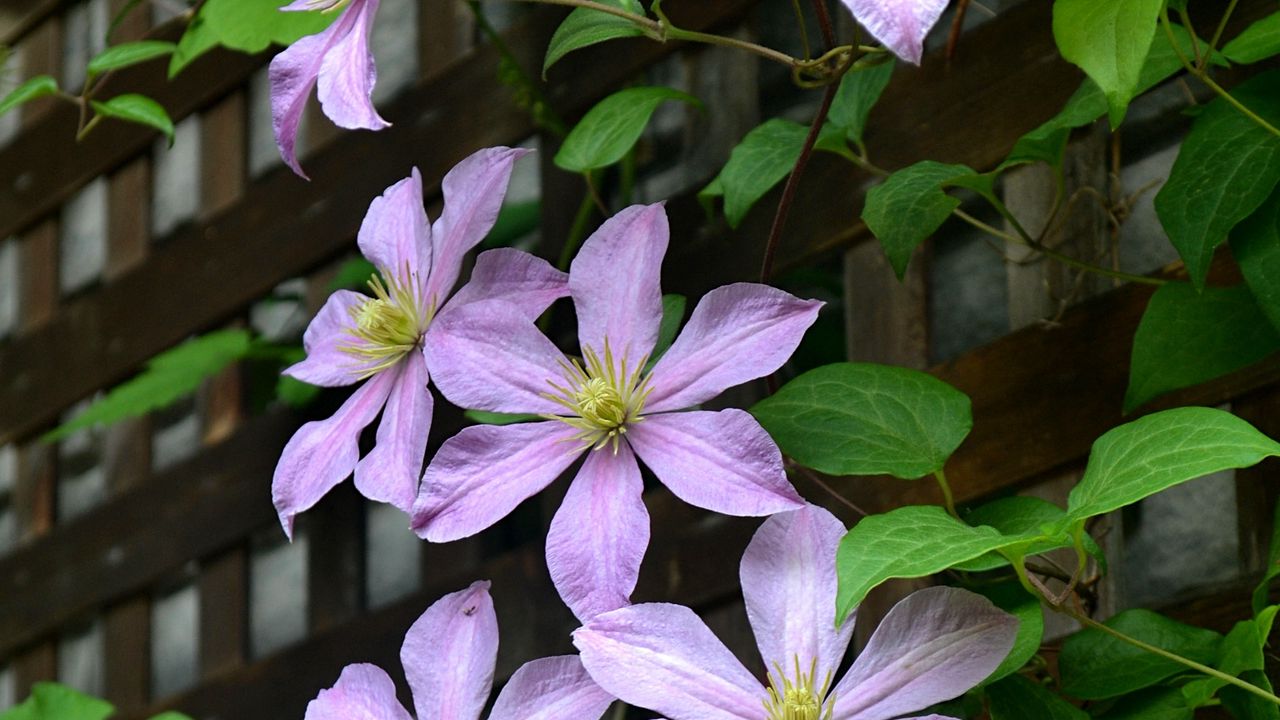 Wallpaper clematis, flowers, petals, leaves hd, picture, image