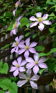 Preview wallpaper clematis, flowers, petals, leaves