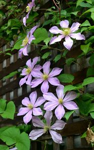 Preview wallpaper clematis, flowers, petals, leaves