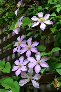 Preview wallpaper clematis, flowers, petals, leaves