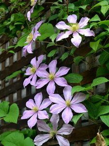 Preview wallpaper clematis, flowers, petals, leaves