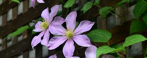 Preview wallpaper clematis, flowers, petals, leaves
