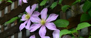 Preview wallpaper clematis, flowers, petals, leaves