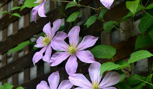 Preview wallpaper clematis, flowers, petals, leaves