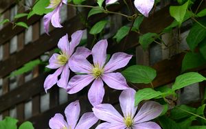 Preview wallpaper clematis, flowers, petals, leaves