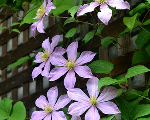 Preview wallpaper clematis, flowers, petals, leaves