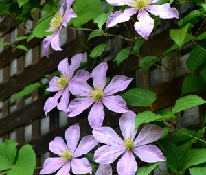 Preview wallpaper clematis, flowers, petals, leaves