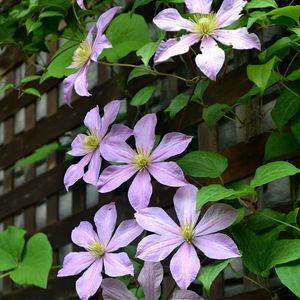 Preview wallpaper clematis, flowers, petals, leaves