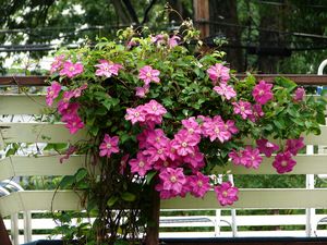 Preview wallpaper clematis, herbs, fence