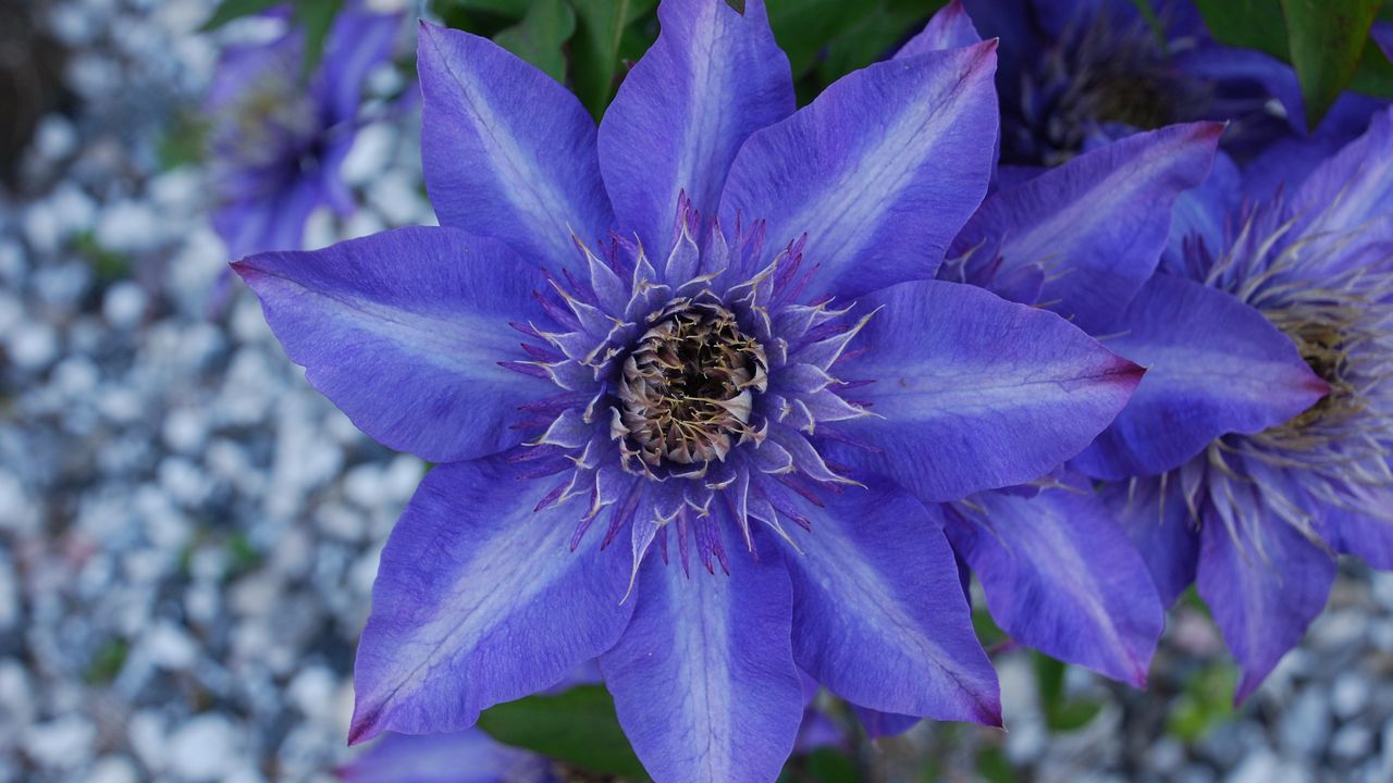 Wallpaper clematis, royalty, flower, petals