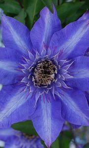 Preview wallpaper clematis, royalty, flower, petals