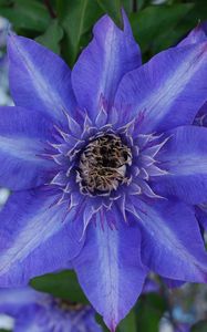 Preview wallpaper clematis, royalty, flower, petals