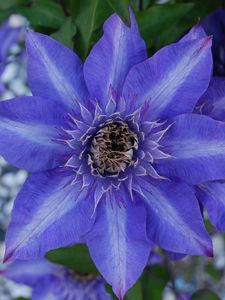 Preview wallpaper clematis, royalty, flower, petals