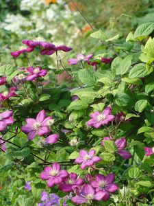 Preview wallpaper clematis, twigs, herbs, shrubs, loach