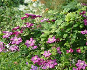 Preview wallpaper clematis, twigs, herbs, shrubs, loach