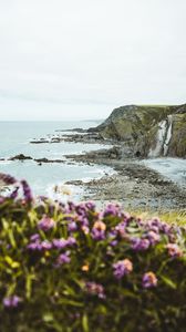 Preview wallpaper cliff, coast, flowers, sea, rocks, horizon
