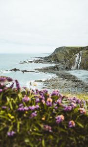 Preview wallpaper cliff, coast, flowers, sea, rocks, horizon