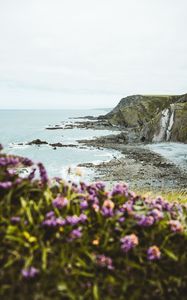 Preview wallpaper cliff, coast, flowers, sea, rocks, horizon