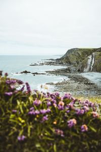 Preview wallpaper cliff, coast, flowers, sea, rocks, horizon