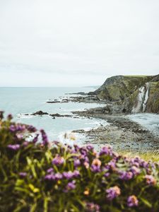 Preview wallpaper cliff, coast, flowers, sea, rocks, horizon