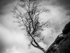 Preview wallpaper cliff, tree, slope, bw