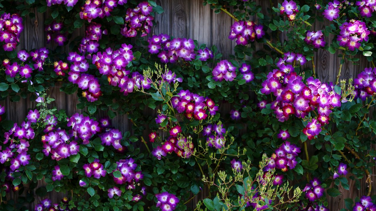 Wallpaper climbing roses, roses, flowers, purple