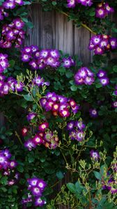 Preview wallpaper climbing roses, roses, flowers, purple