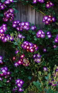 Preview wallpaper climbing roses, roses, flowers, purple