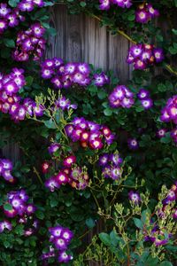 Preview wallpaper climbing roses, roses, flowers, purple